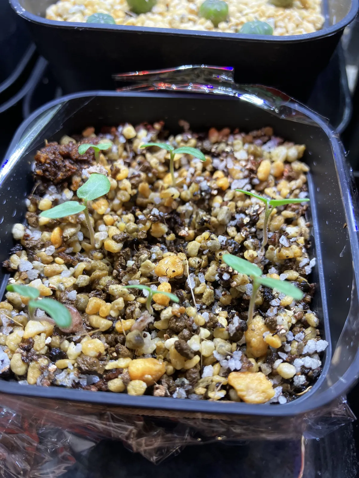 Pachycormus discolor (パキコルムス ディスカラー)