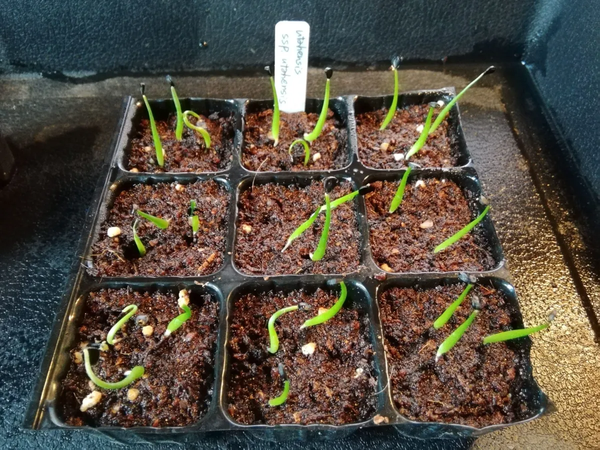 Agave utahensis ssp. utahensis (アガベ ユタエンシス)