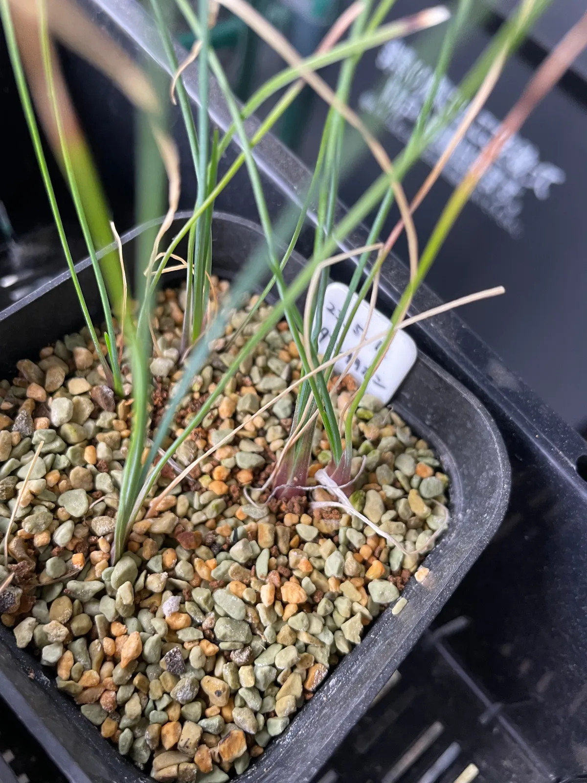 Dasylirion lucidum (ダシリリオン ルキダム)