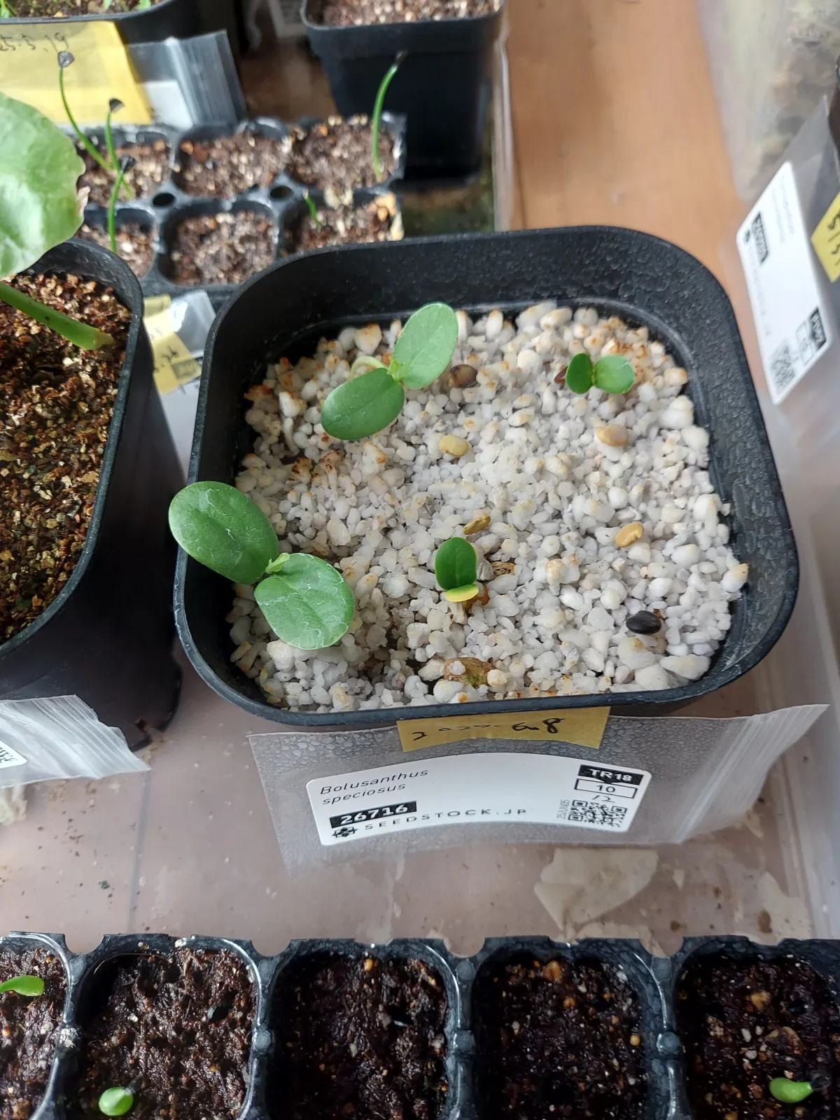 Bolusanthus speciosus (ボルサンサス スペシオサス)