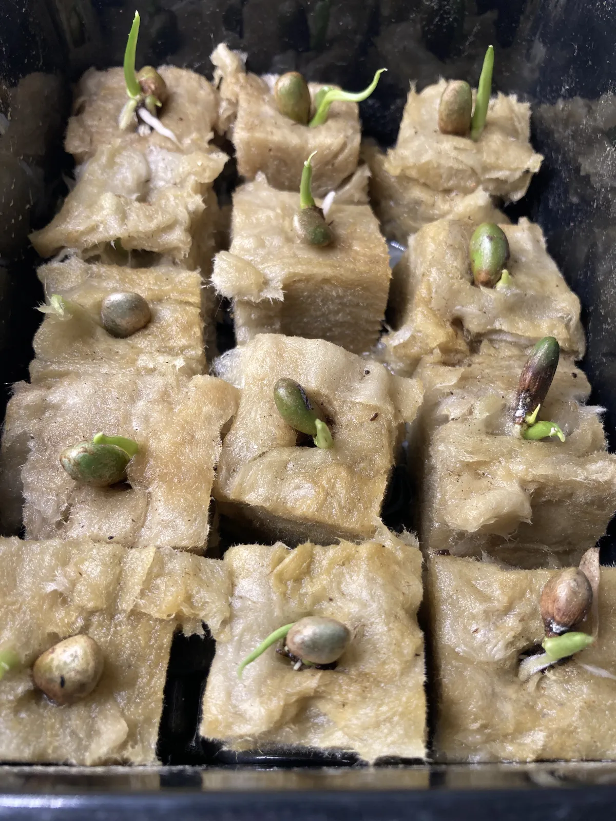 Monstera deliciosa Tauerii (モンステラ タウエリー)