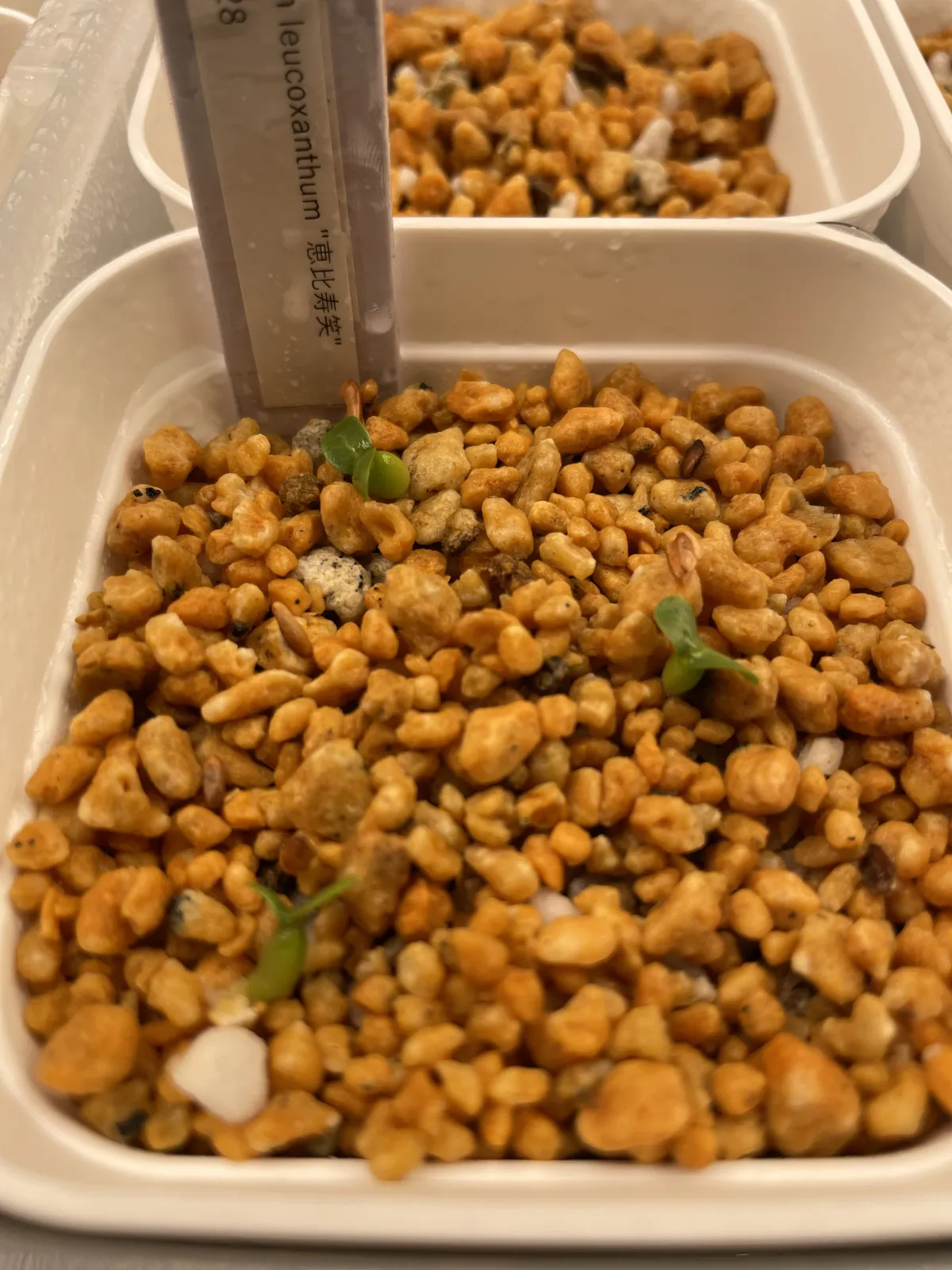 Pachypodium brevicaule subsp. leucoxanthum (パキポディウム レウコキサンツム)