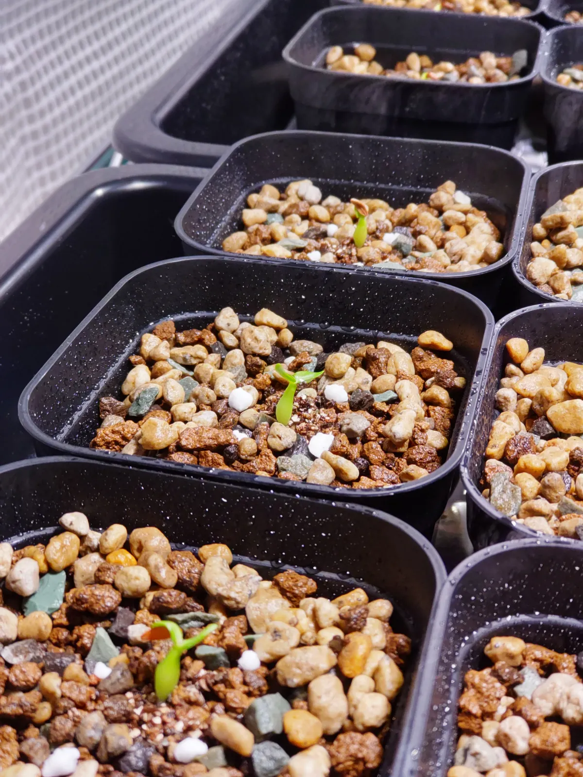 Pachypodium rosulatum var. gracilius (パキポディウム グラキリス)