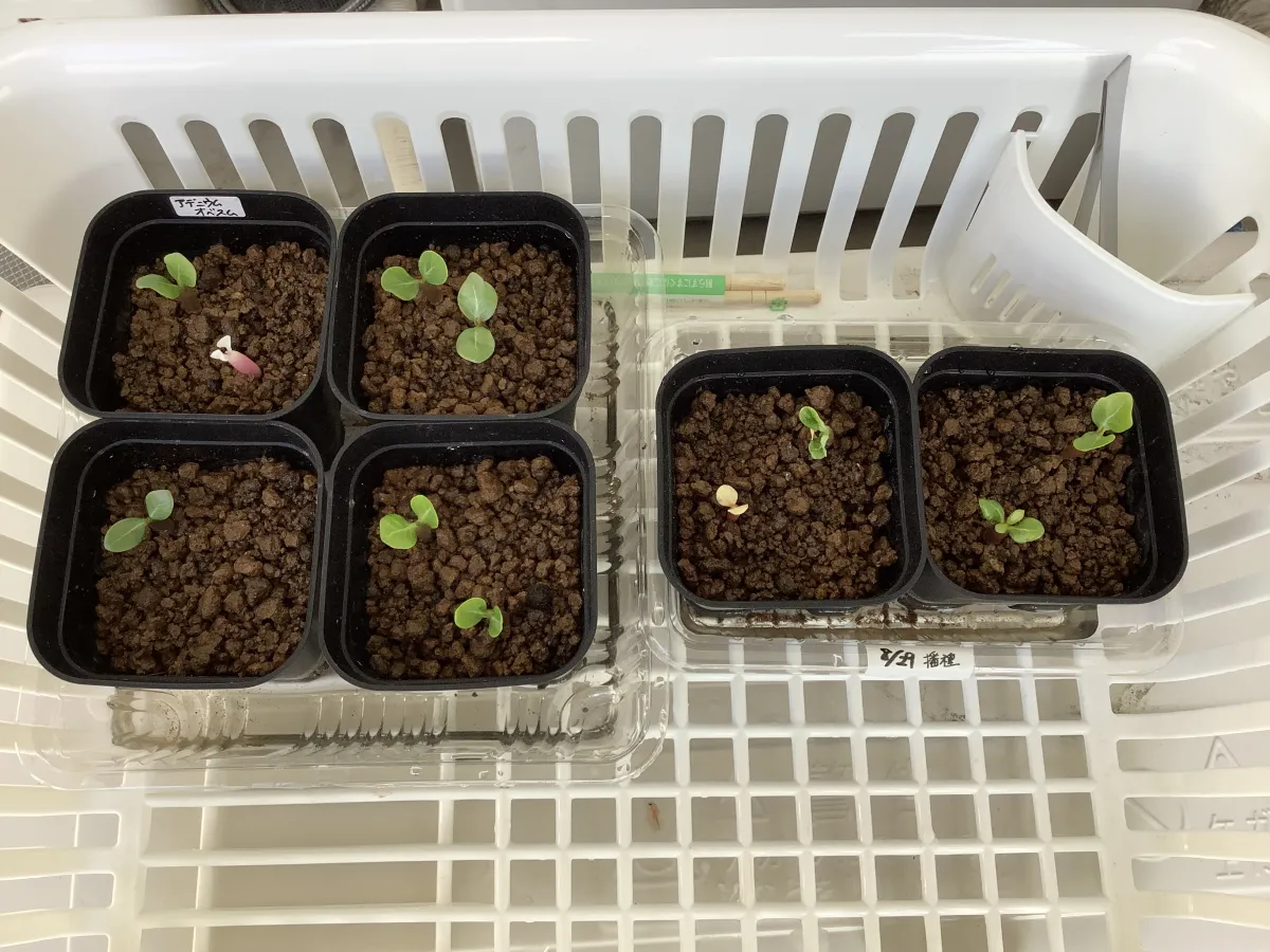 Adenium obesum (アデニウム オベスム)