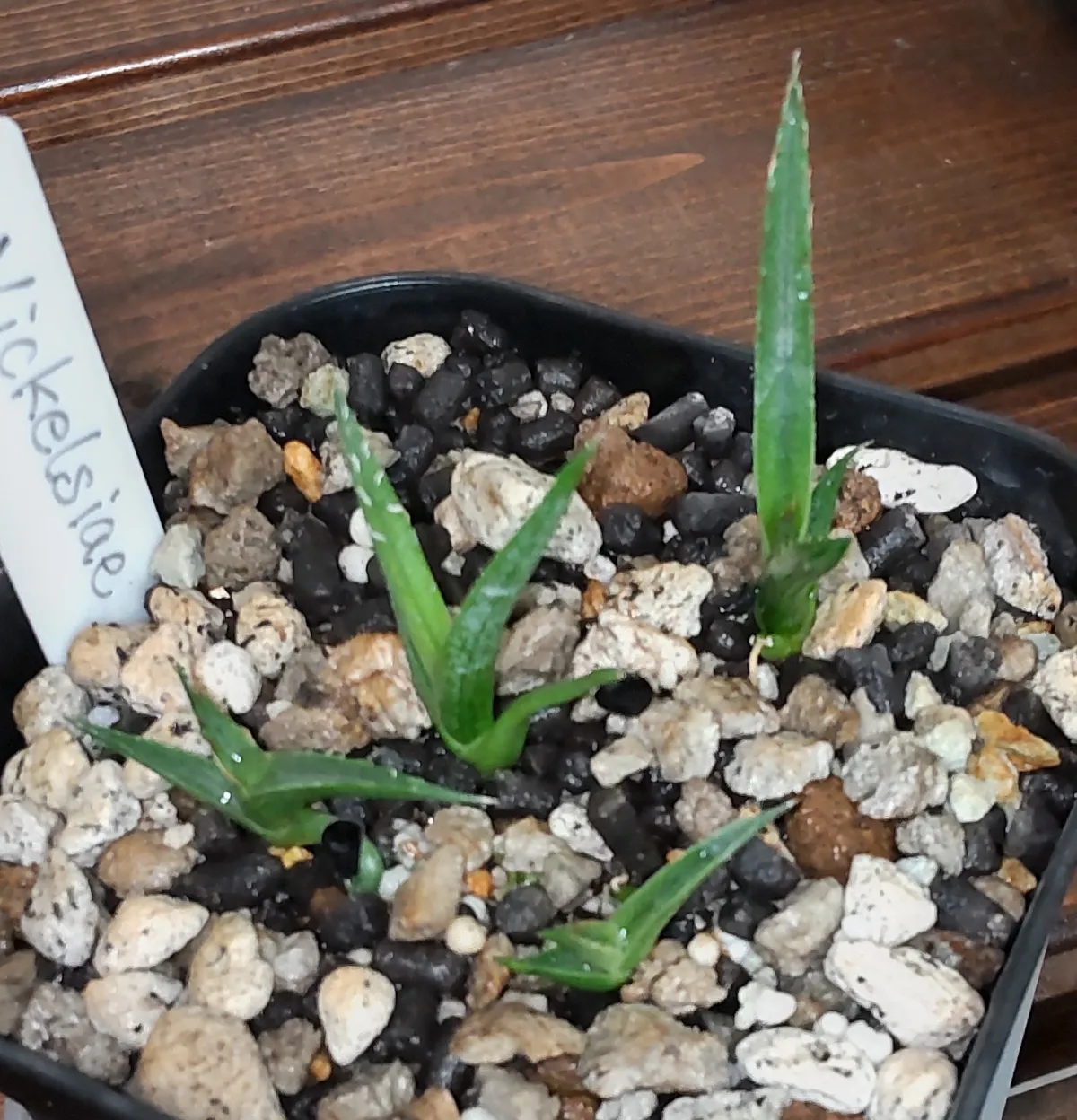 Agave nickelsiae (アガベ ニッケルシー)