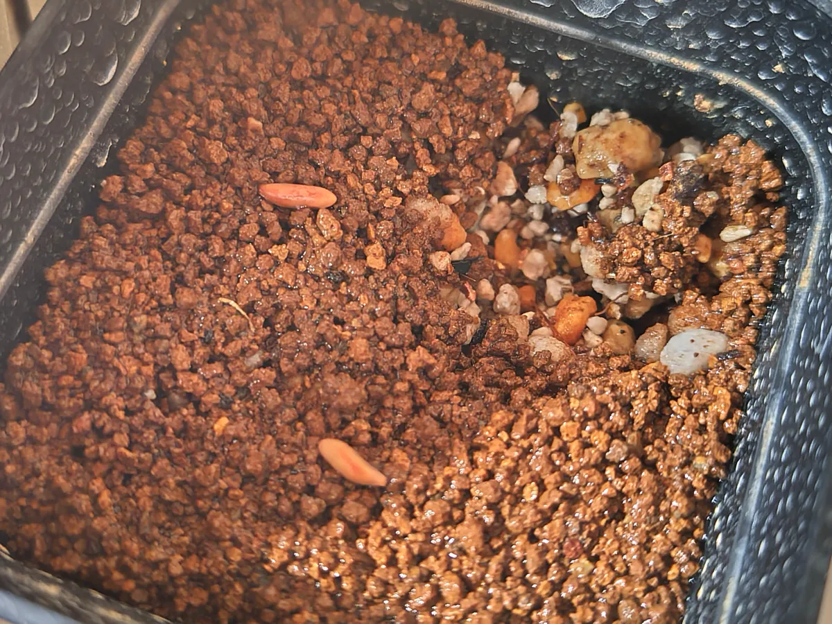 [無料種子] 発芽難 パキポディウム グラキリス　 Pachypodium rosulatum var. gracilius