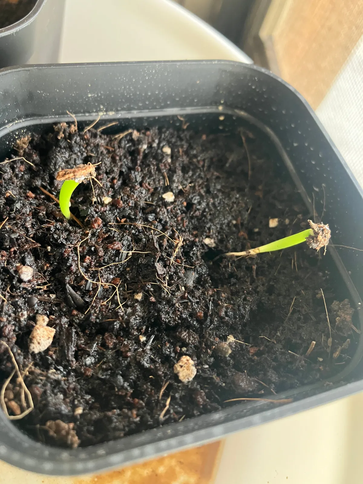 Euphorbia graniticola (ユーフォルビア グラニティコラ)