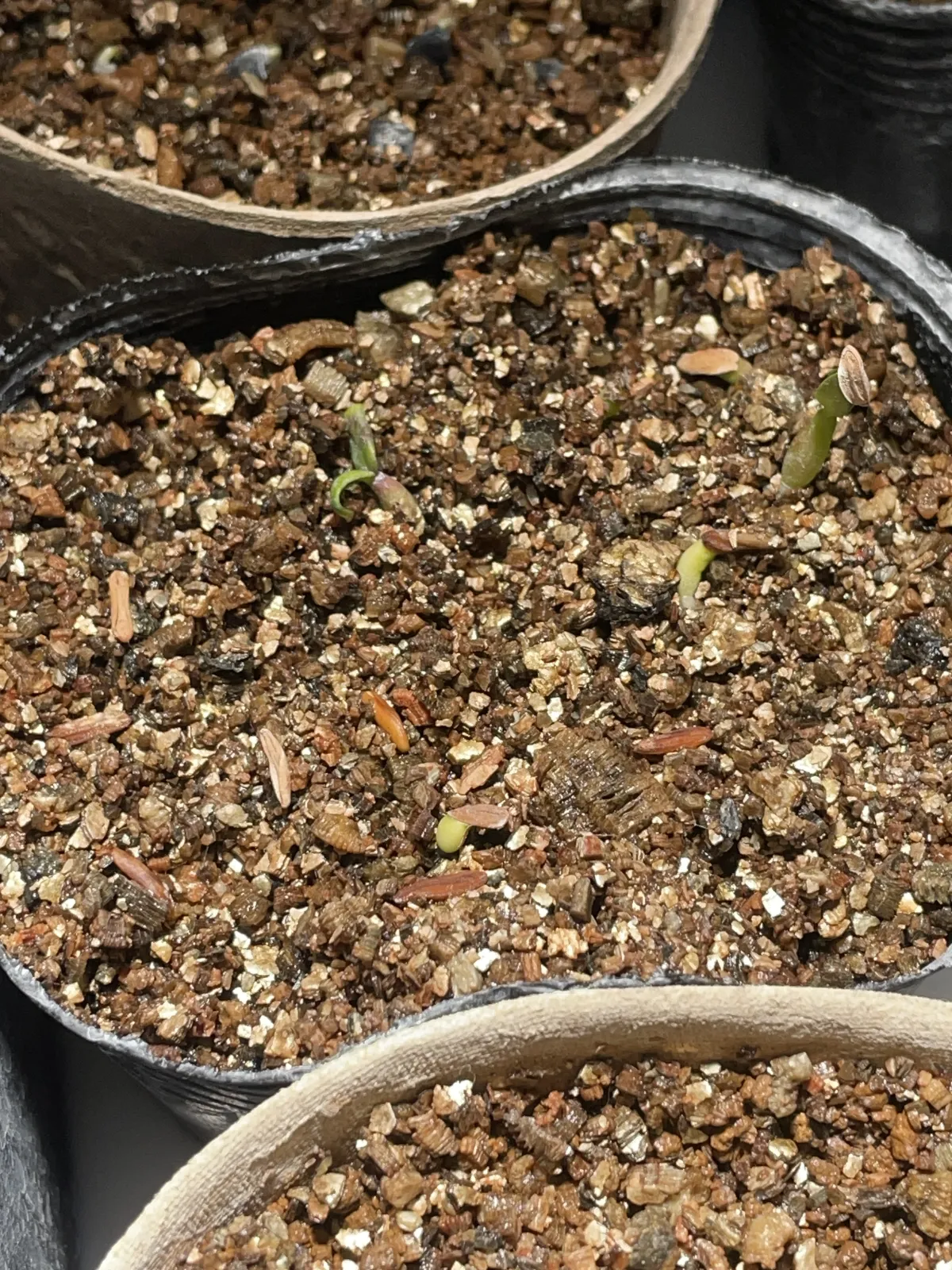 Pachypodium rosulatum var. gracilius (パキポディウム グラキリス)