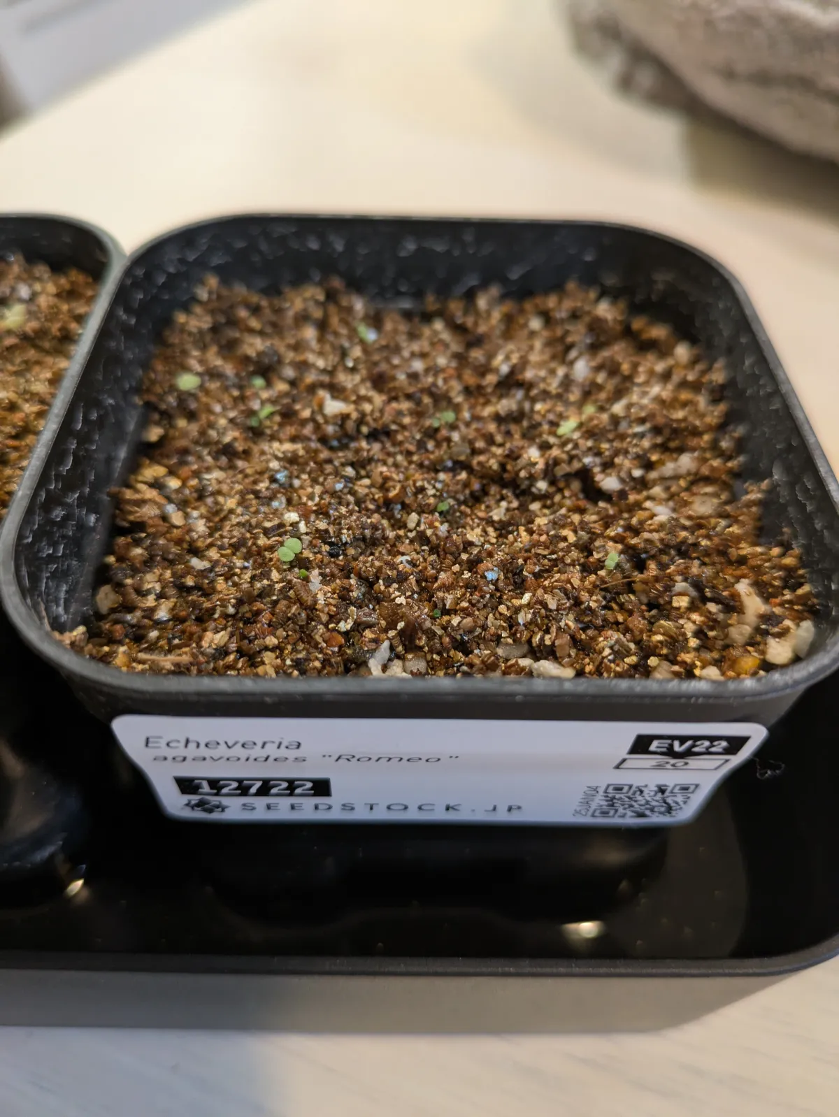 Echeveria agavoides 'Romeo' (エケベリア アガボイデス ロメオ)