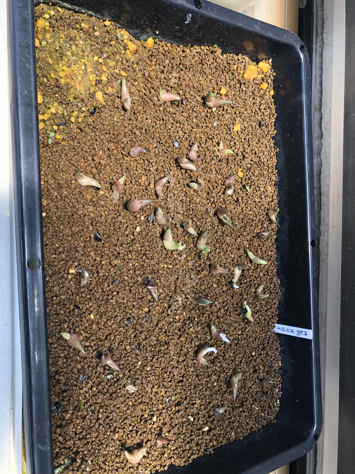 Agave oteroi (アガベ オテロイ)