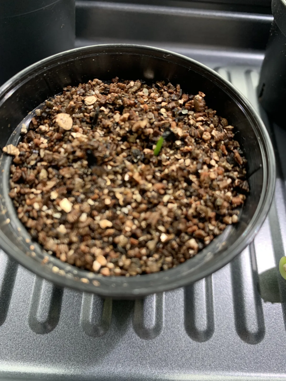 Agave titanota 'Blue' (アガベ チタノタブルー)