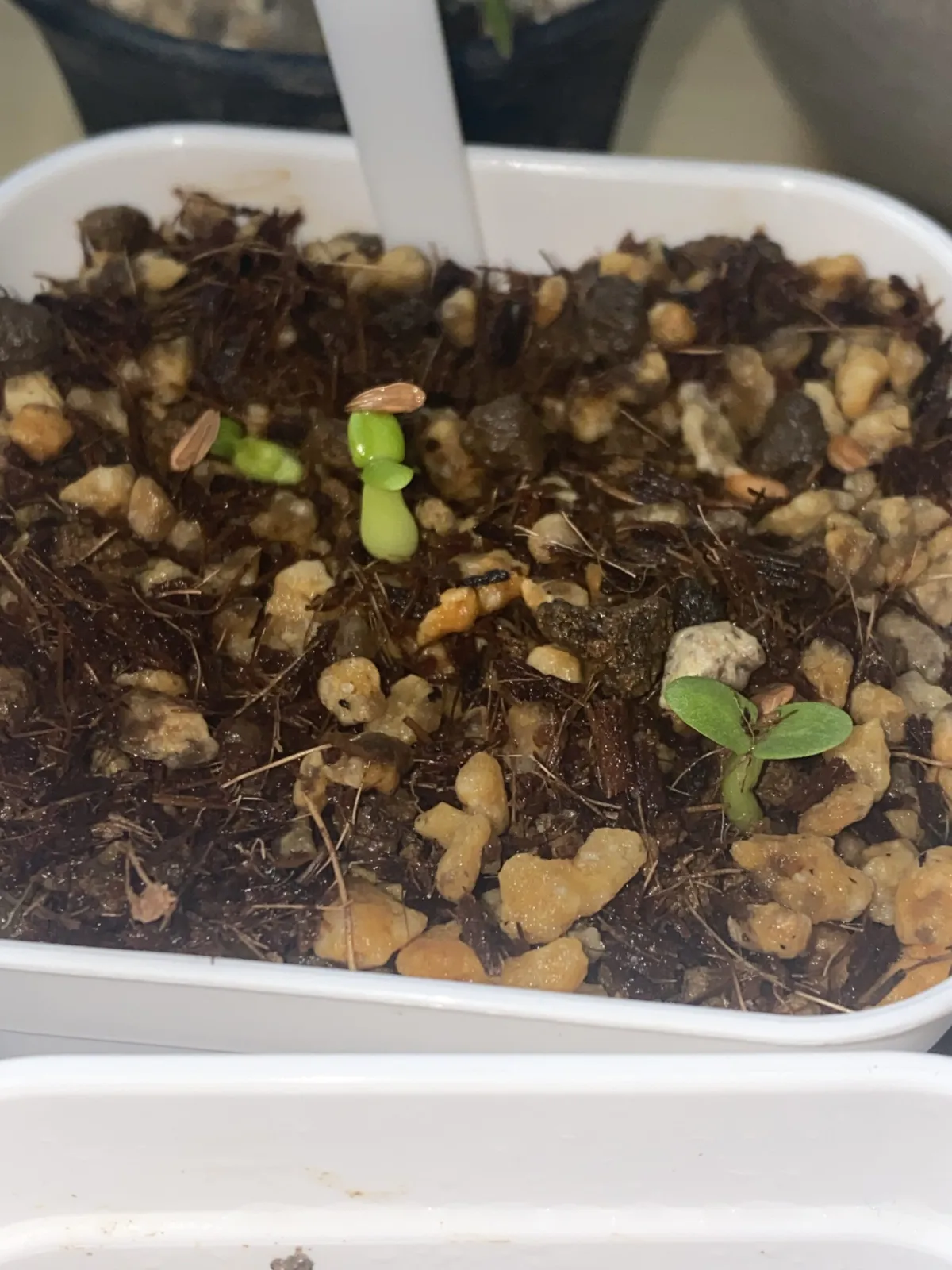 Pachypodium succulentum (パキポディウム サキュレンタム)