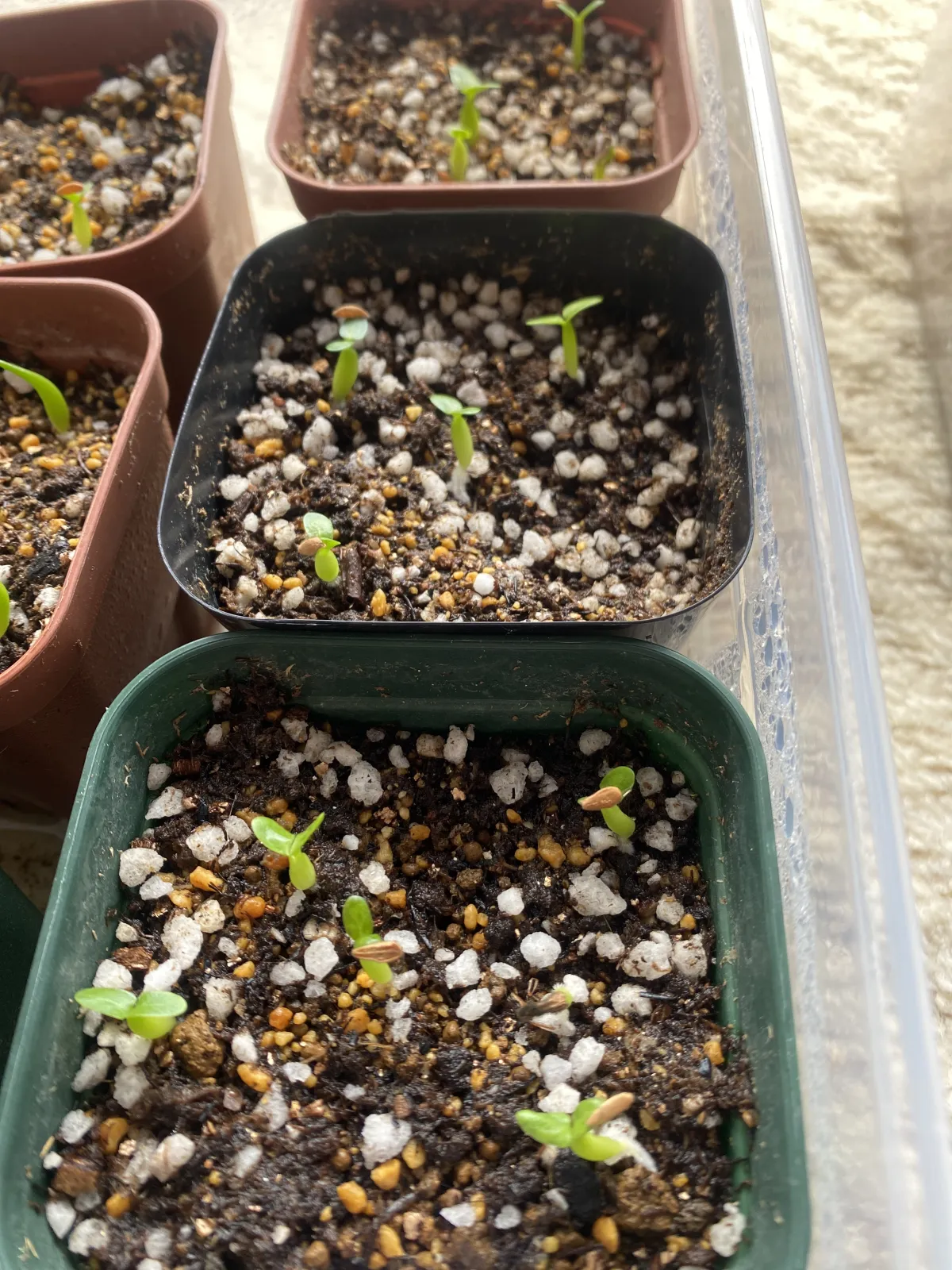 Pachypodium brevicaule subsp. leucoxanthum (パキポディウム レウコキサンツム)