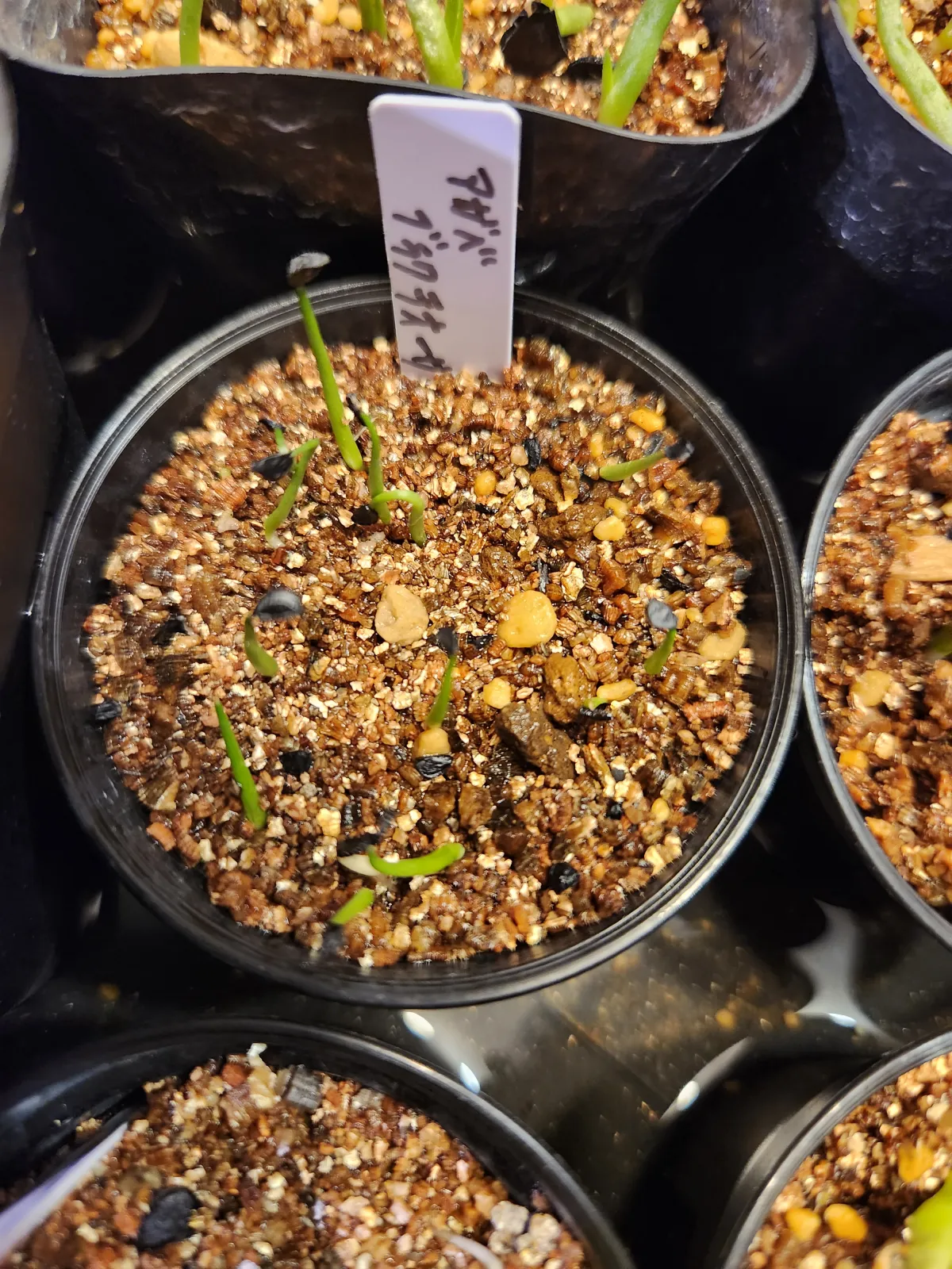 Agave bracteosa (アガベ ブラクテオーサ)