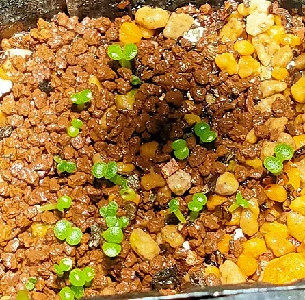 Tylecodon paniculatus (ティレコドン パニクラタス)