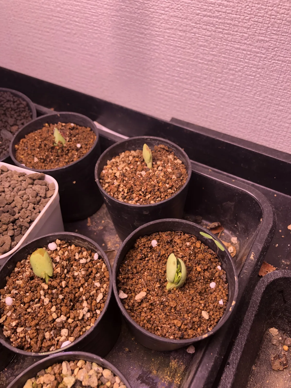 Acacia Acacia erioloba (アカシア エリオロバ)