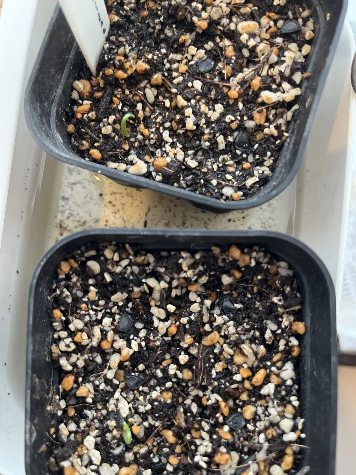 Agave seemanniana (アガベ シーマニアナ)