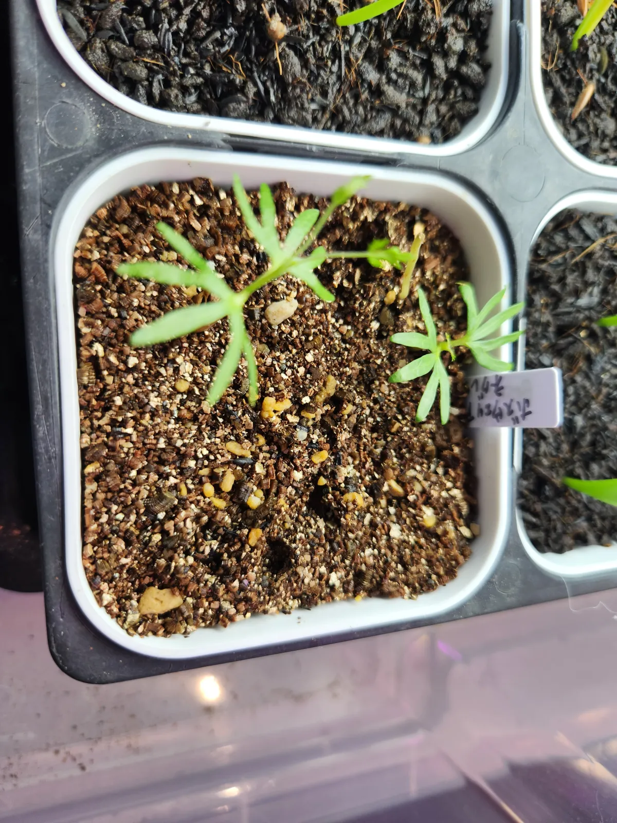 Boswellia neglecta (ボスウェリア ネグレクタ)