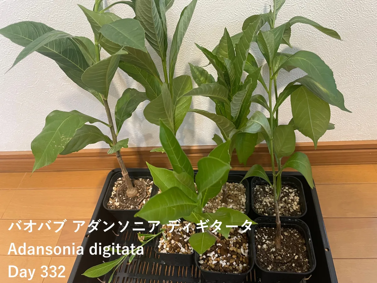 Adansonia digitata (アダンソニア（バオバブ） ディギタータ)