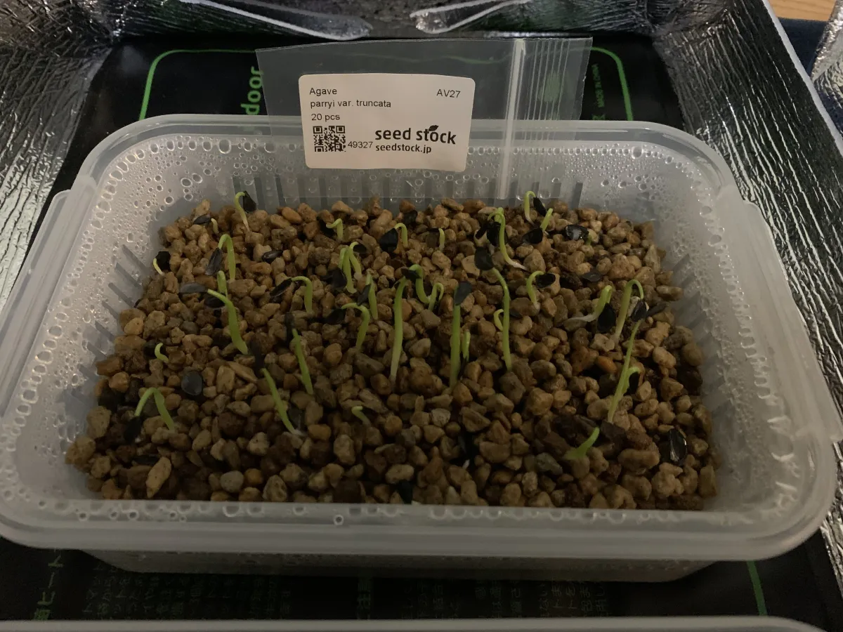 Agave parryi var. truncata (アガベ パリー トランカータ)