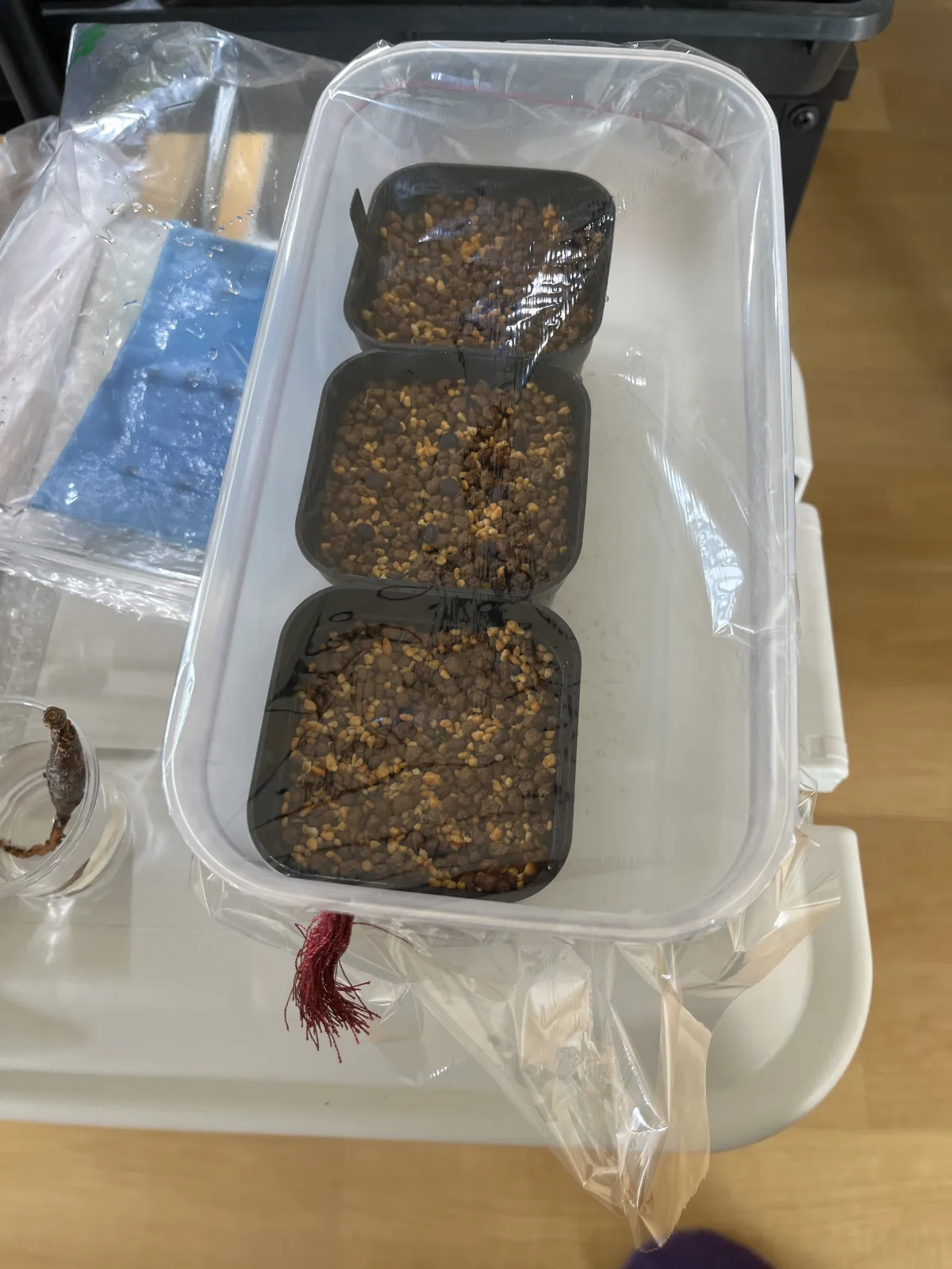 Adenia cladosepala (アデニア クラドセパラ)