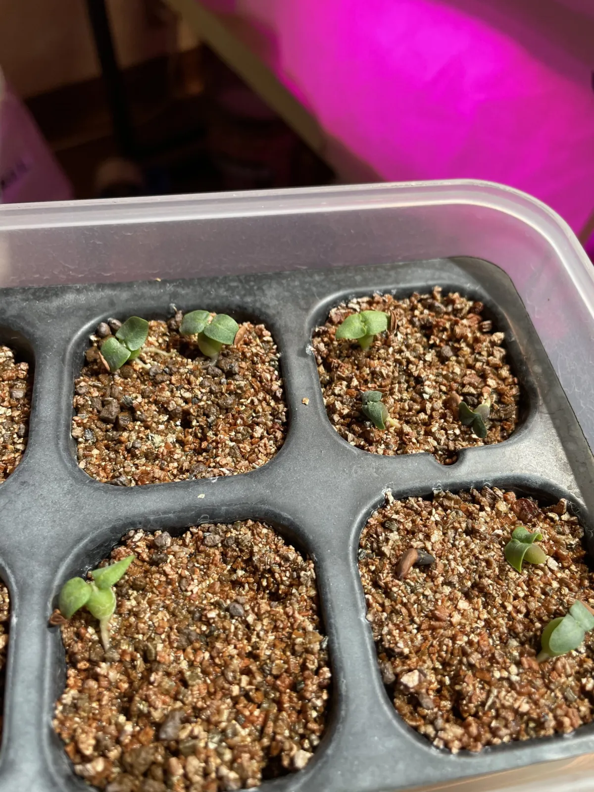 Pachypodium rosulatum var. eburneum (パキポディウム エブレネウム)