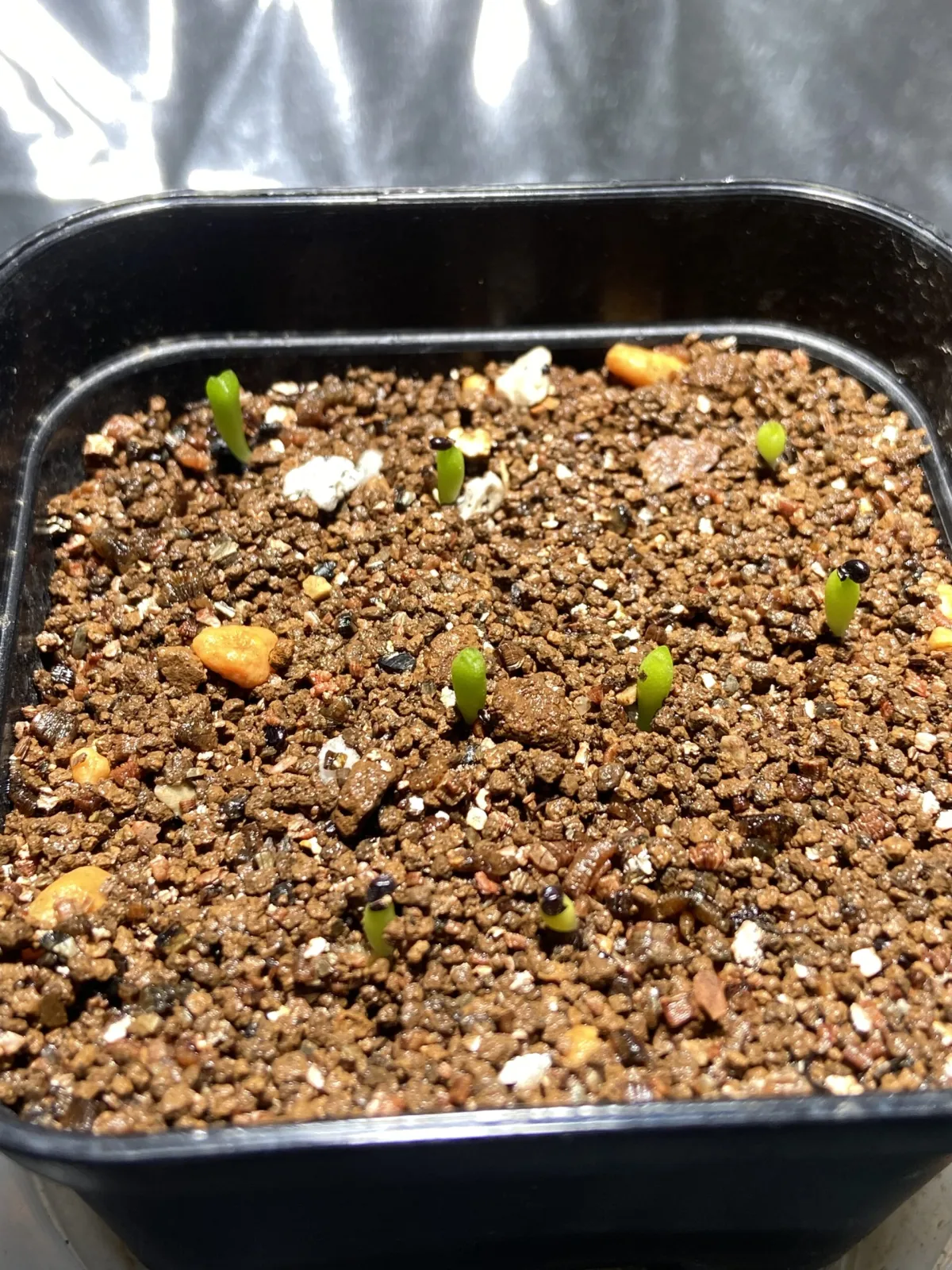 Uebelmannia pectinifera var. multicostata (ユーベルマニア ムルチコスタータ)