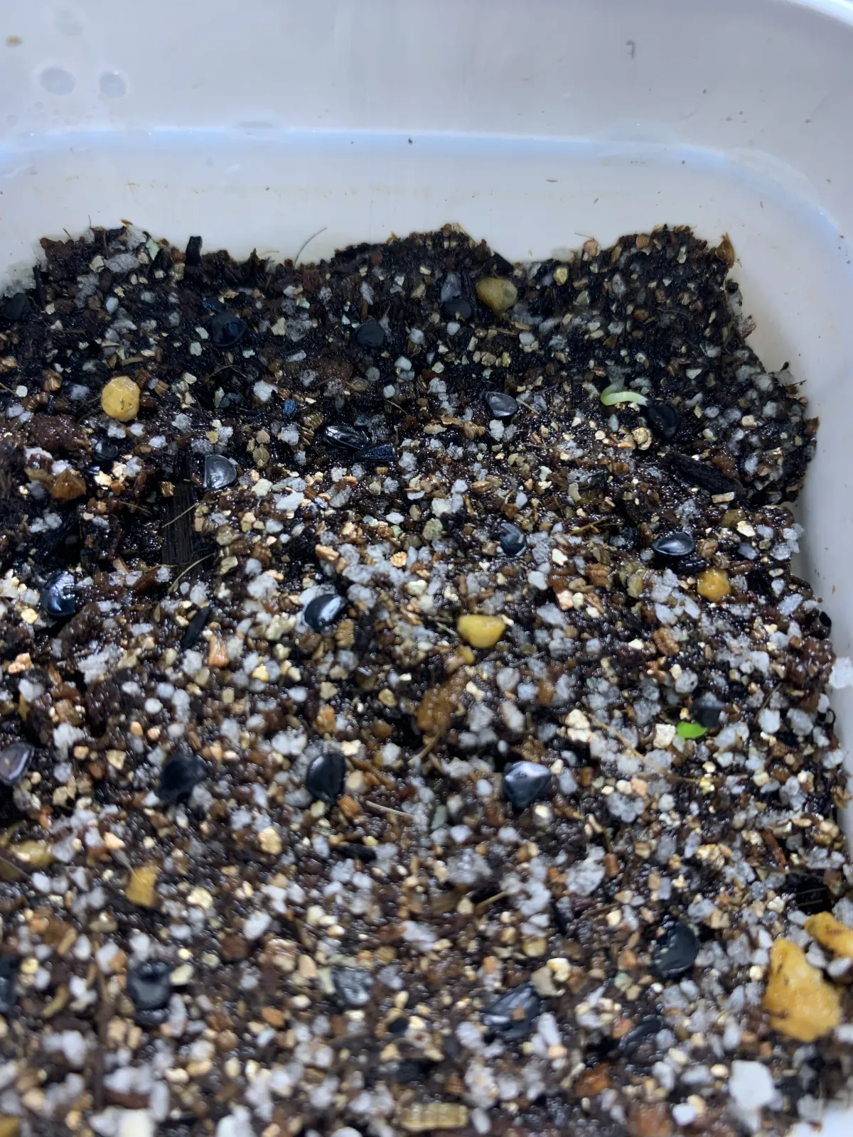 Agave ghiesbreghtii 'Purpusorum' (アガベ パルプソーラム)