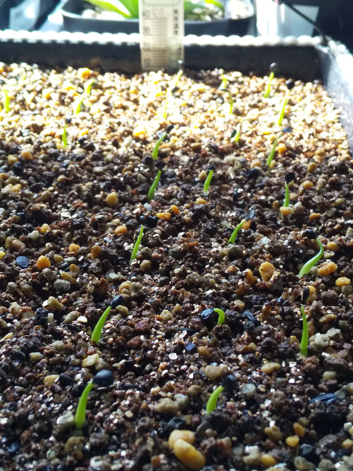 Agave utahensis var. eborispina 'Corkscrew' (アガベ ユタエンシスコークスクリュー)