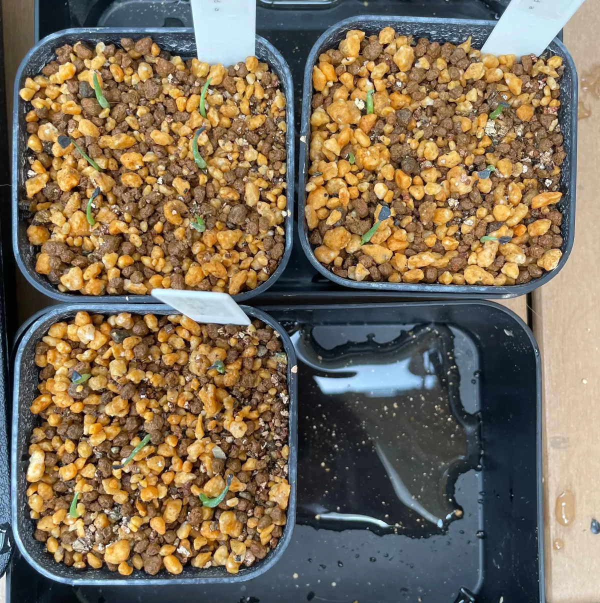 Agave horrida ssp. horrida (アガベ ホリダ)