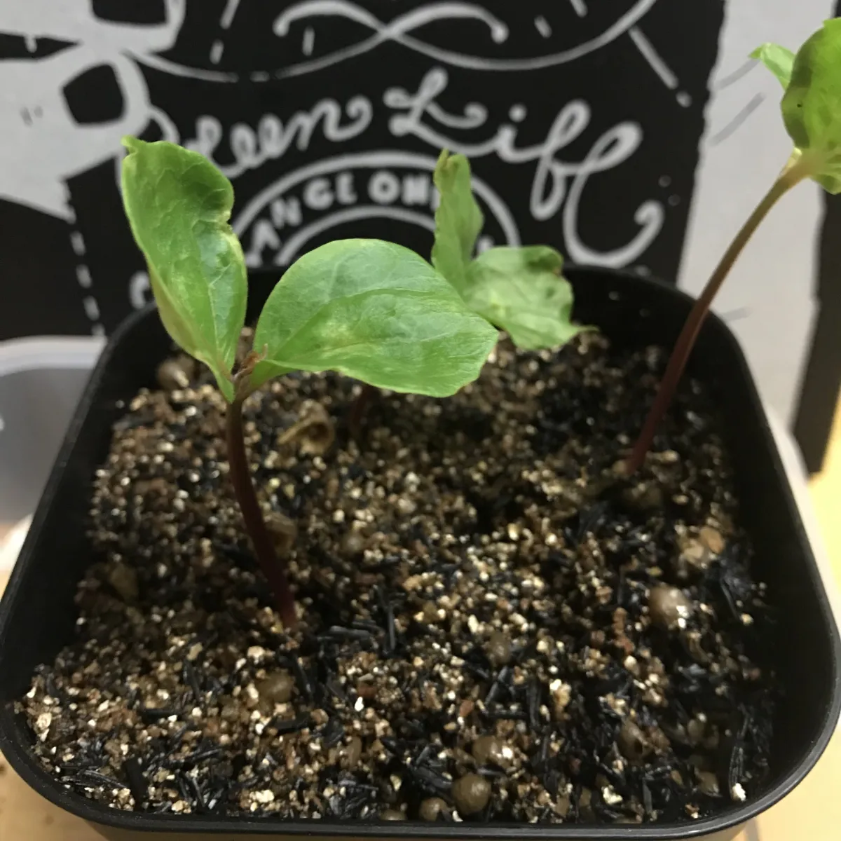 Commiphora kataf (コミフォラ カタフ)