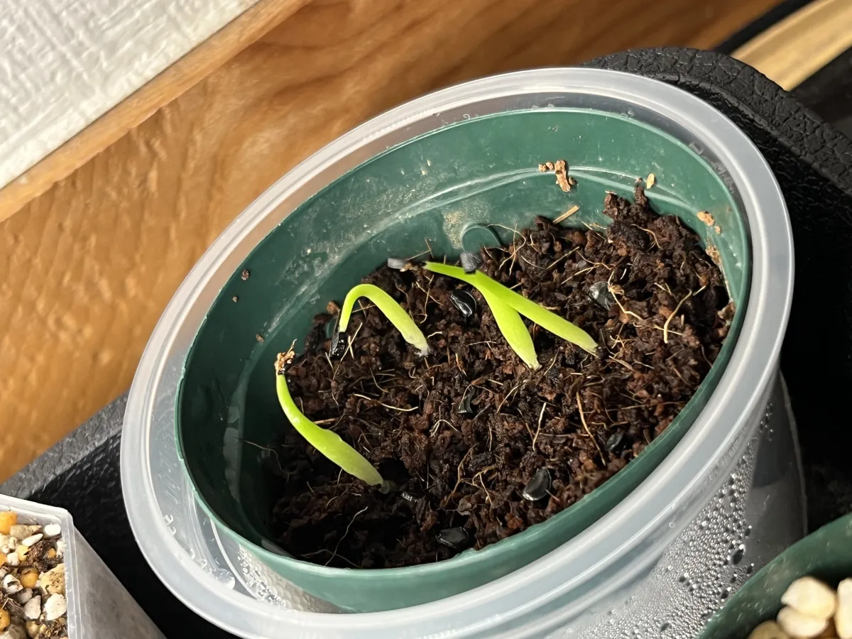 Agave margaritae (アガベ マルガリータ)