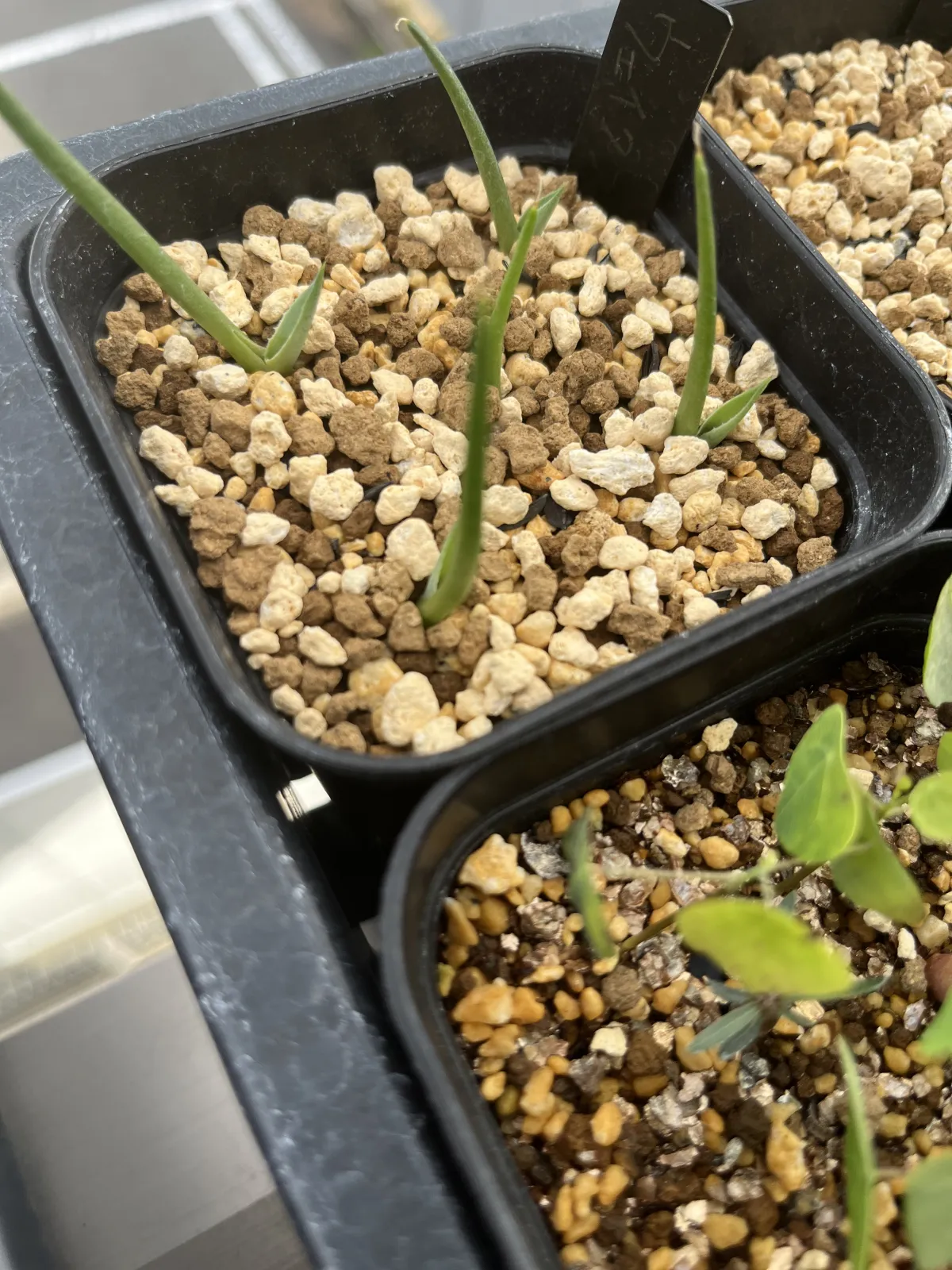 Agave parryi var. huachucensis 'Wakefield' (アガベ パリー ウェイクフィールド)