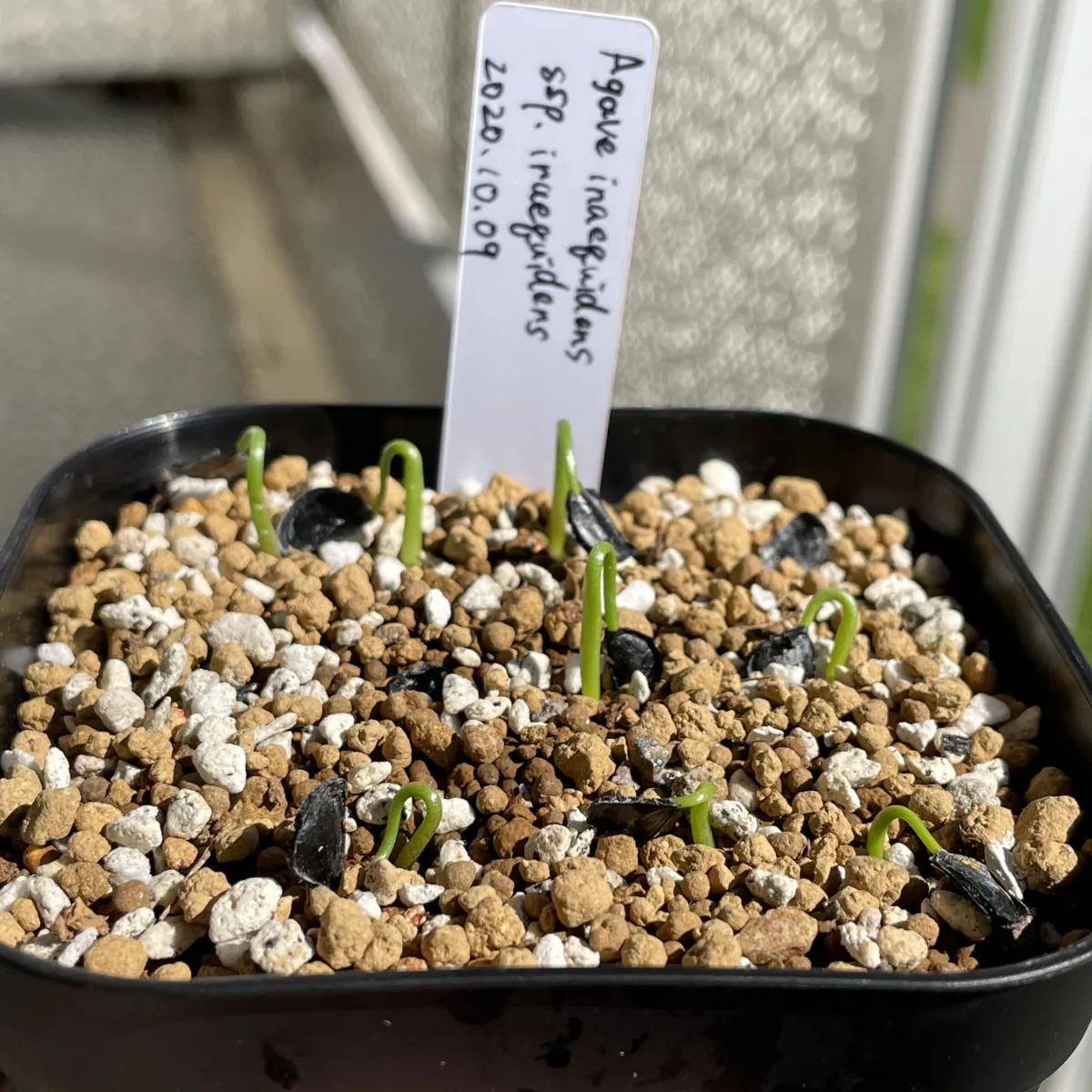 Agave inaequidens (アガベ インアクイデンス)