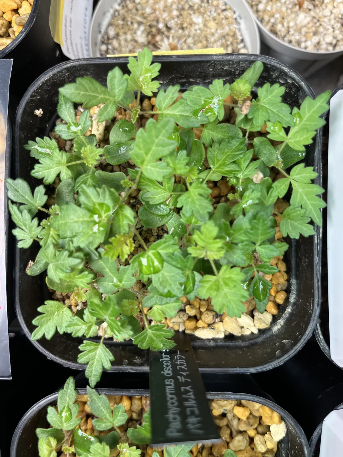 Pachycormus discolor (パキコルムス ディスカラー)