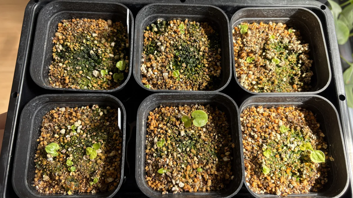 Philodendron selloum (フィロデンドロン セロウム)