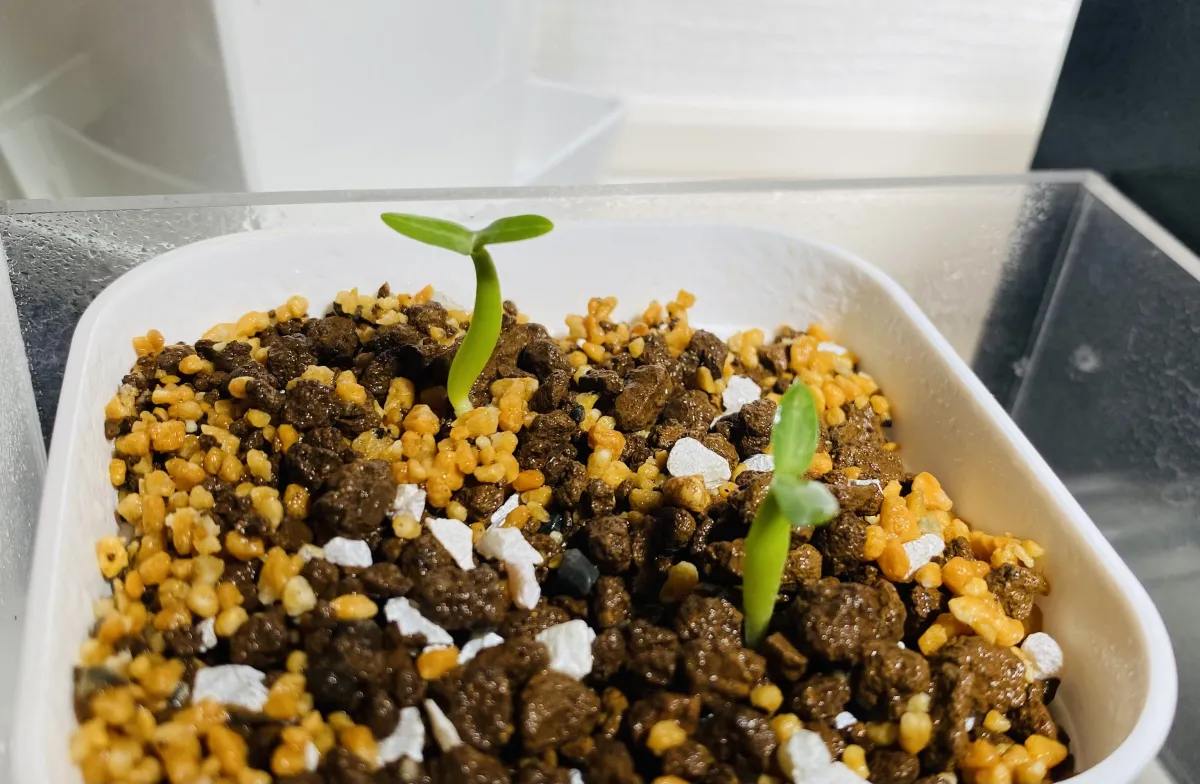 Pachypodium rosulatum var. gracilius (パキポディウム グラキリス)