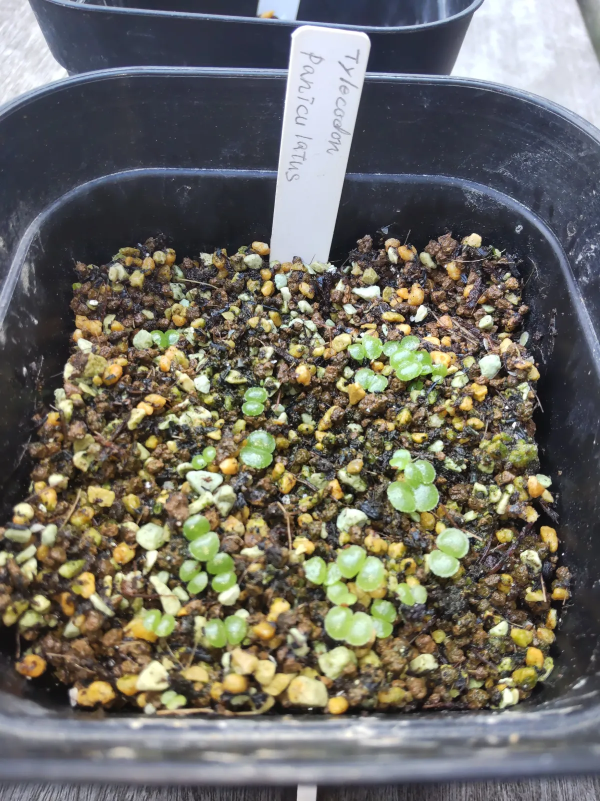 Tylecodon paniculatus (ティレコドン パニクラタス)