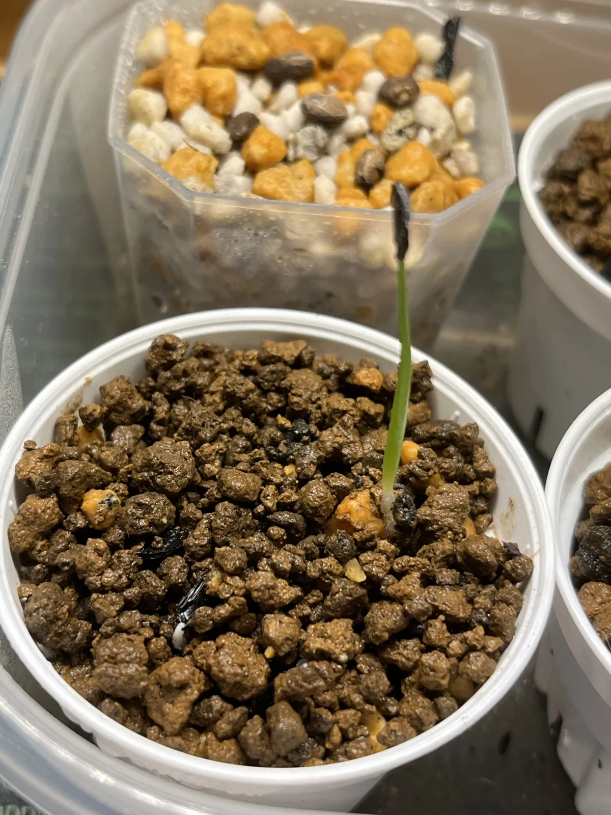 Agave titanota 'Blue' (アガベ チタノタブルー)