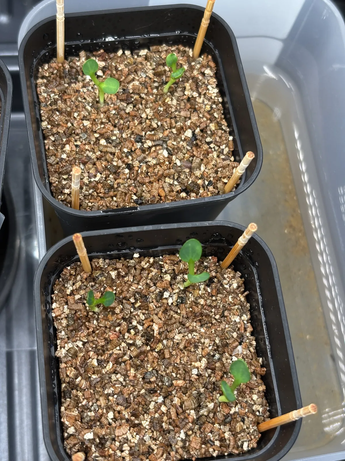 Euphorbia spannringii (ユーフォルビア スパンリンギー フィッシュボーン)