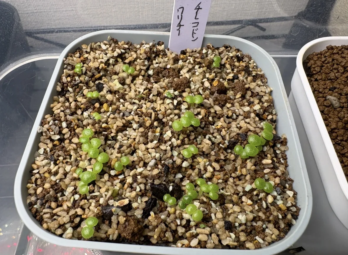 Tylecodon wallichii (ティレコドン ワリチー)