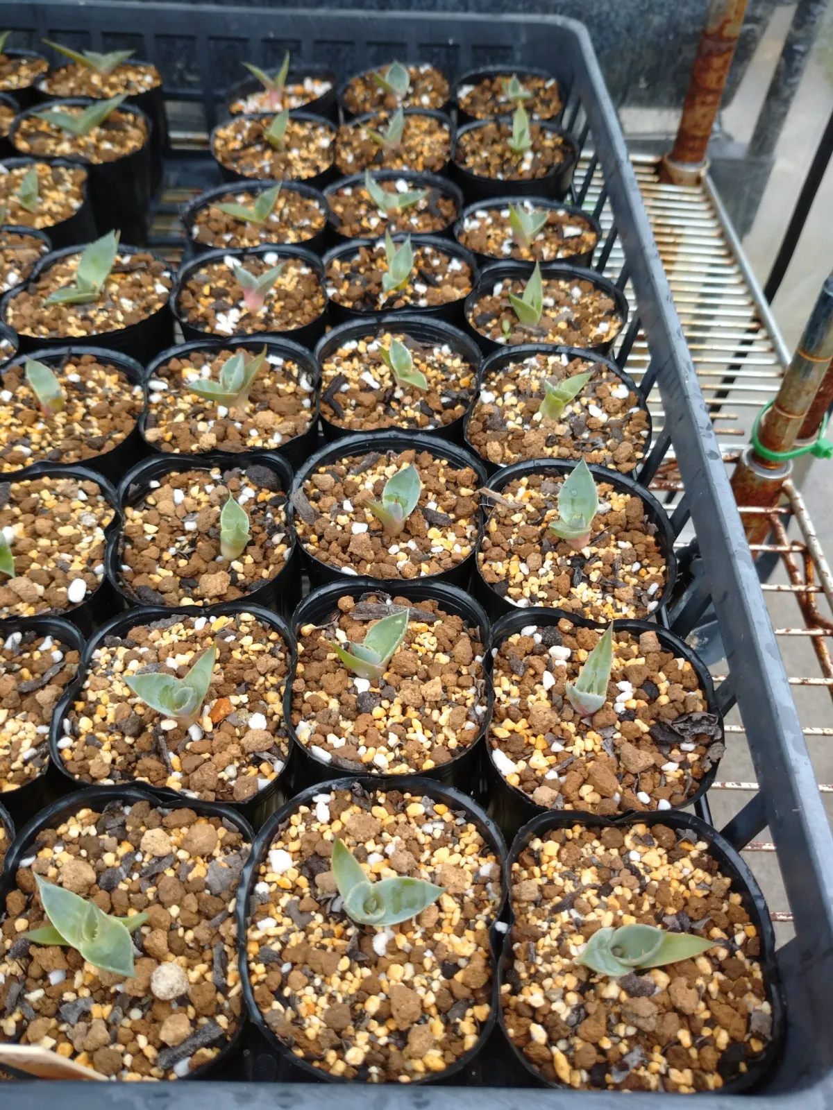 Agave parryi subsp. parryi (アガベ パリー)