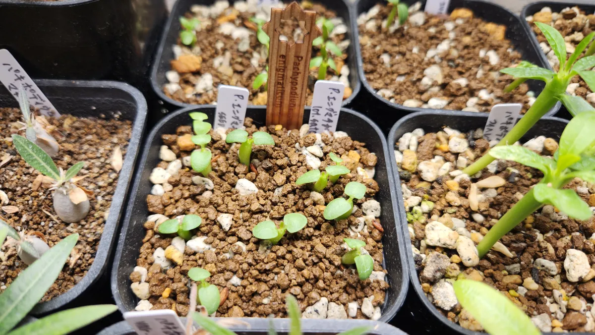 Pachypodium enigmaticum (パキポディウム エニグマチカム)