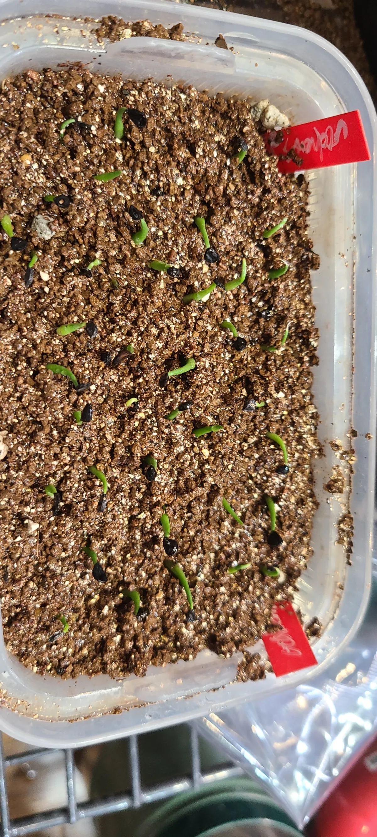 Agave utahensis var. eborispina (アガベ エボリスピナ)