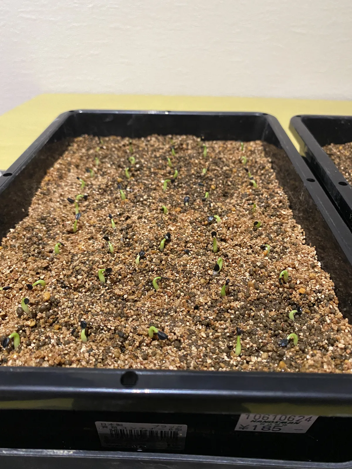 Agave oteroi (アガベ オテロイ)