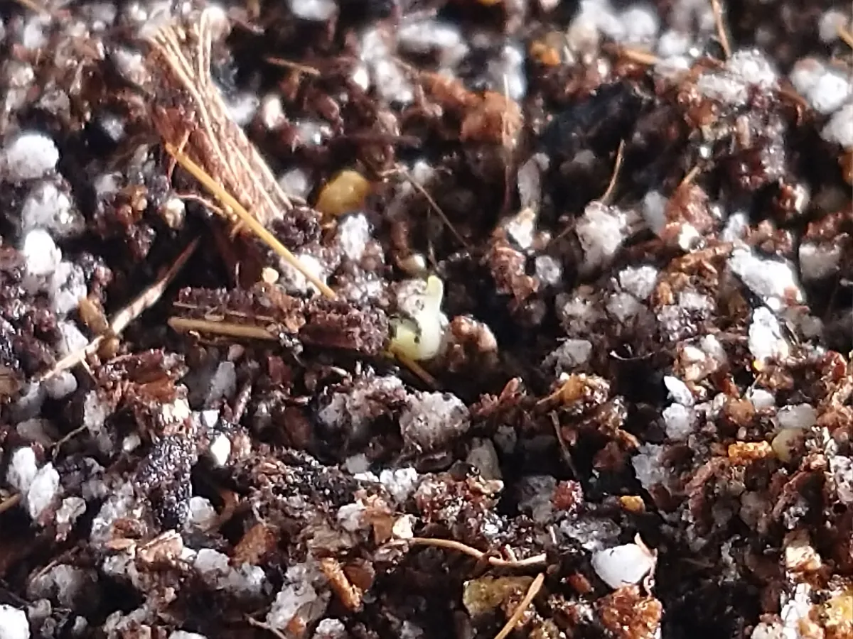 Aloe microstigma subsp. microstigma (アロエ ミクロスティグマ)