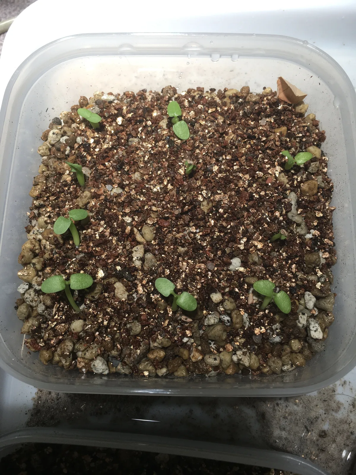 Pachypodium enigmaticum (パキポディウム エニグマチカム)