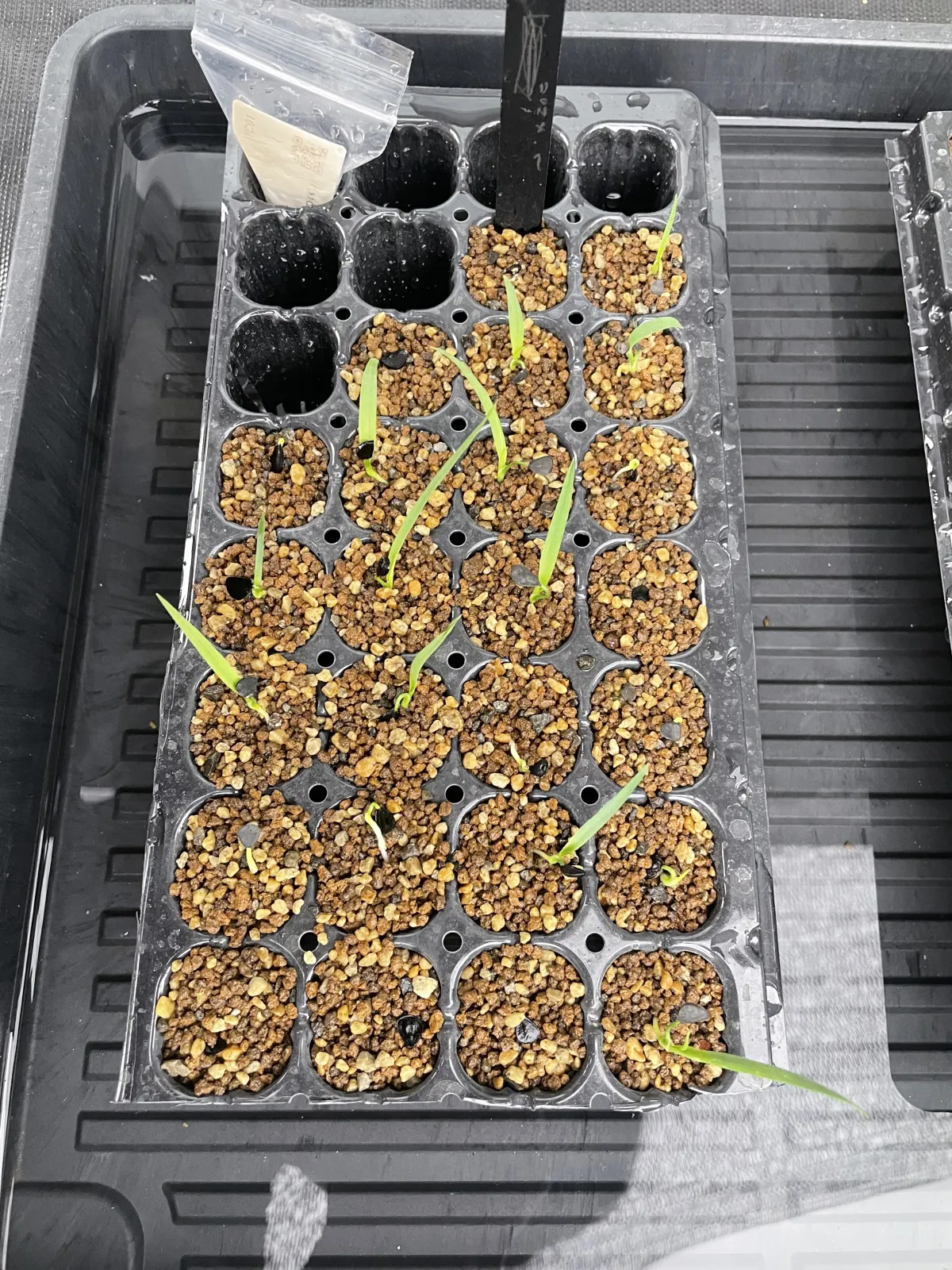 Yucca rigida (ユッカ リギダ)