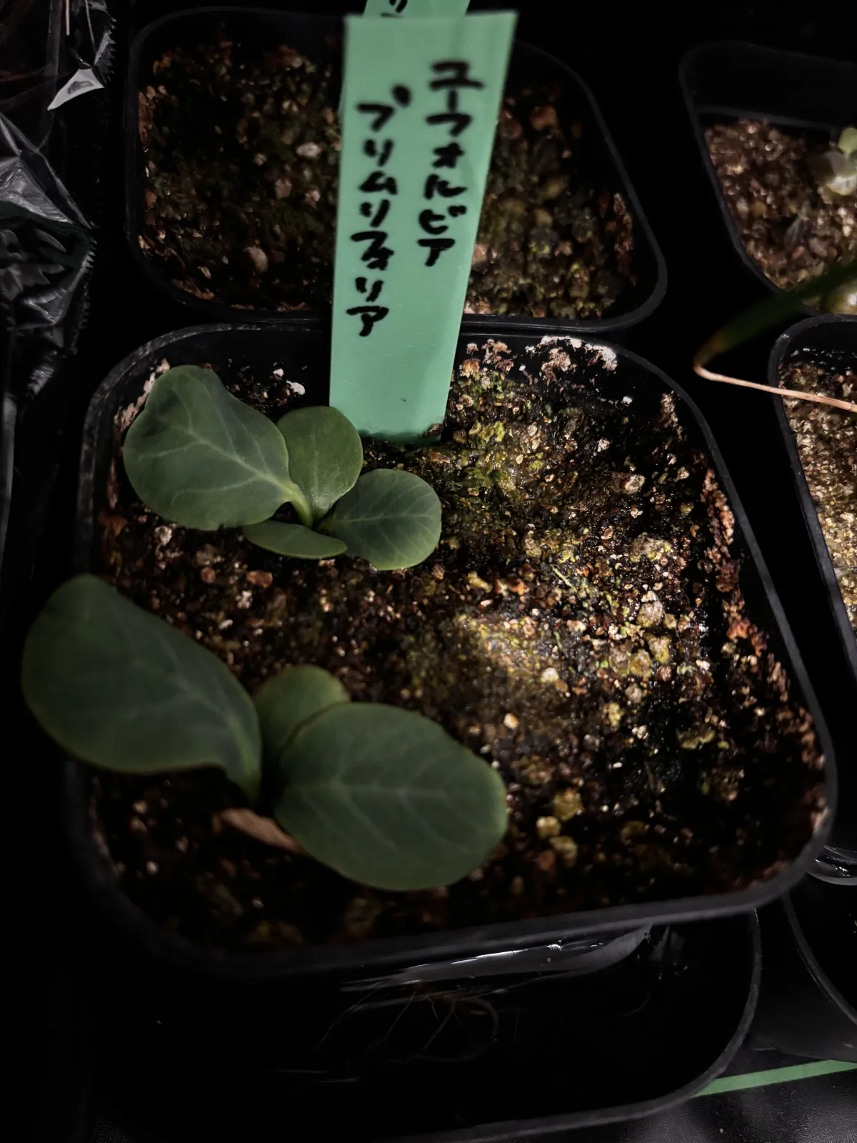 Euphorbia primulifolia var. primulifolia (ユーフォルビア プリムリフォリア)