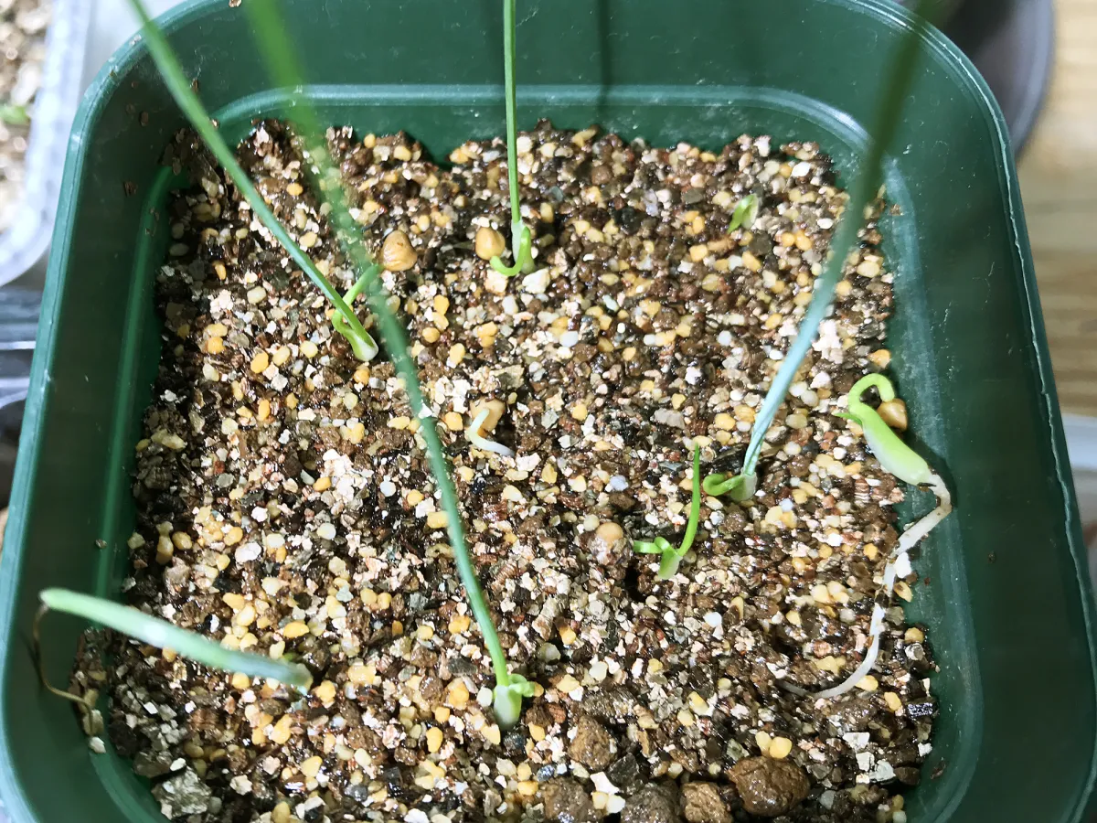 Dasylirion longissimum var. longissimum (ダシリリオン ロンギシマム)